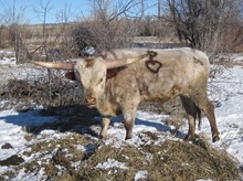 Bull #66