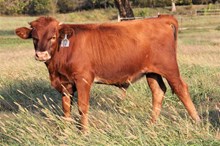 113/7 BULL CALF