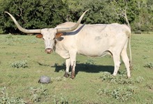 Kalf