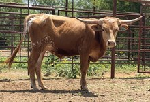 IM BULL 22/24