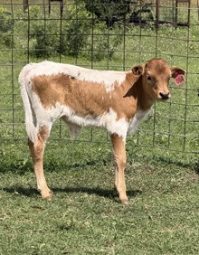 IM BULL 4/26