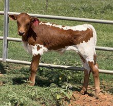 IM BULL 3/26