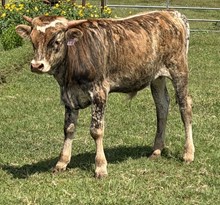 IM Bull 35/25