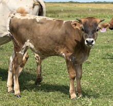 IM Bull 41/25