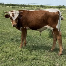 IM BULL 9/25