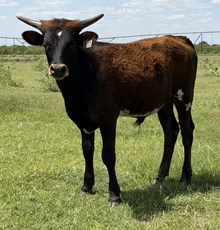 IM BULL 12/25