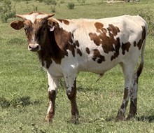IM BULL 42/25