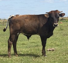 IM Bull 36/25