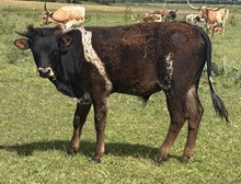 IM BULL 13/25