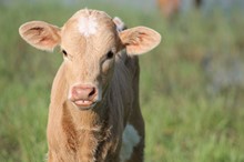 2019 Molly Town Heifer