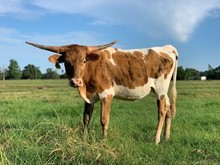 Carmel Apple Heifer