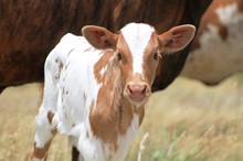 2018 Sassy Lola Heifer