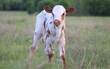 2023 Sweet Dawn Heifer