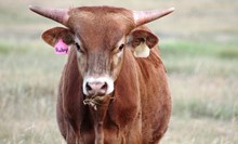 2017 Ruby Bull