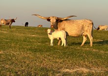 IM BULL 8/25