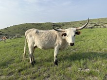 CSB PRAIRIE PEARL
