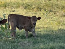 Diva/Chopper Bull 26