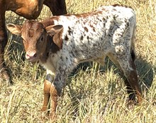 SHERIDAN X CUT ON TOP bull