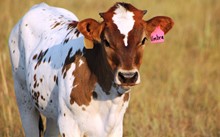 2018 Umbra Heifer