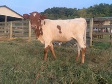 Clear Cajun Lady x BMU