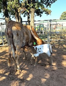 Iron/Cinch Heifer 26