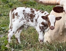 2026 Bull (Snowqueen)