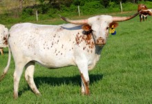 HL Jitterbug Jaynie