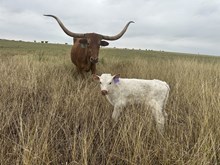 IM Bull 34/25