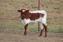 Perfect Ruby Bull