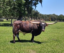 SALEM'S SIX GUNS
