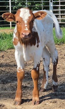 26 Dove x Jack Bull
