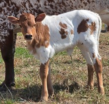 26 Gold x Ace Heifer