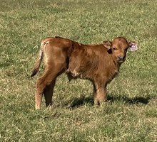 IM Bull 29/25