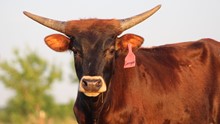 2018 Georgina Bull