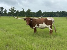 ECC Phenomenal Jane
