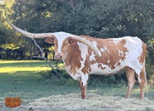 TXN Rubicon