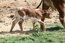 Summer Fling Bull