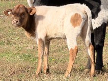 DB Iron Sniper x DB Smirk Up Bull