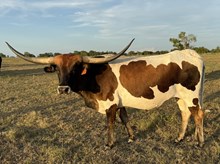 SLC Texas Queen