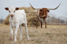 2017 Starstruck Heifer
