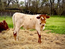 CK Shiloh’s Sweet Te