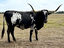 BWD TEXAS OREO