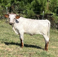 M7 Double Jack X JMW Sweet Charlotte 