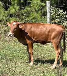 M7 Double Jack X Riverforks Lil Priss