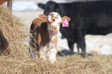 2021 1st Star Heifer