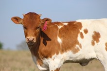 2020 Grounded Theory Heifer