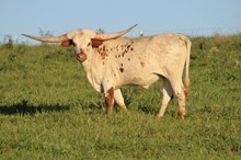 Cinnamon’s steer 