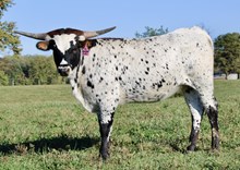 HL Blackjack Betty