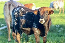 Mysty bull calf