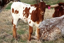 2020 Autumn Dance heifer